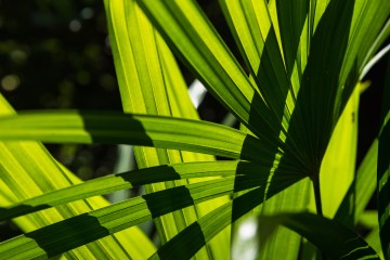 Feuilles d'arbre translucides sur la lumière du soleil jour ensoleillé d'été en Thaïlande.